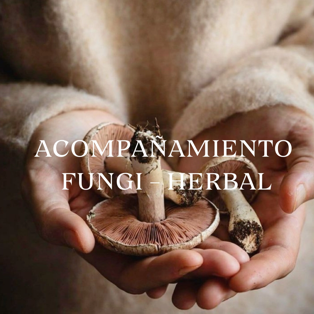 Asesorías fungi-herbales