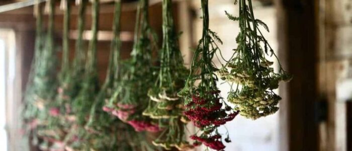 la enfermera botanica curos herbolaria