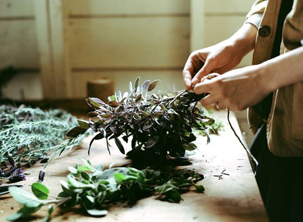 Videos sobre plantas y hongos medicinales